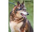 Adopt Babushka a Tricolor (Tan/Brown & Black & White) Husky / Mixed dog in