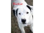 Adopt Rickie a White - with Black Dalmatian / Boxer / Mixed dog in Melbourne