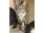 Adopt Trista a Brown Tabby Domestic Shorthair (short coat) cat in Virginia