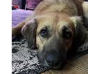 Adopt Sadie a Great Pyrenees / Golden Retriever dog in Palatine, IL (37082932)