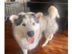Adopt Dijonay a Gray/Blue/Silver/Salt & Pepper Husky / Mixed dog in Fort Worth