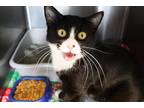 Adopt Claudia a Black & White or Tuxedo Domestic Shorthair (short coat) cat in