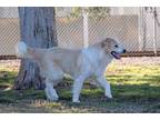Adopt Victor a White - with Tan, Yellow or Fawn Great Pyrenees / Mixed dog in