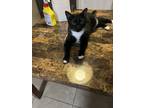 Adopt BamBam a Black & White or Tuxedo Domestic Shorthair (short coat) cat in