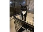 Adopt Wilma a Black & White or Tuxedo Domestic Shorthair (short coat) cat in