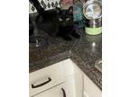 Adopt Stanley a All Black Domestic Shorthair (short coat) cat in ORMOND BEACH