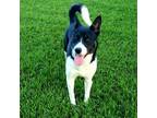 Adopt Shine a Black Husky / Mixed dog in Houston, TX (34858821)
