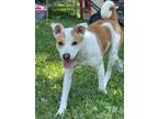 Adopt Sephora a White - with Tan, Yellow or Fawn Anatolian Shepherd / Mixed dog