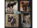 Adopt Suki a Brindle Boxer / Mixed dog in Scottsdale, AZ (37076938)