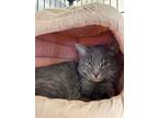 Adopt Ricochet a Gray, Blue or Silver Tabby Domestic Shorthair (short coat) cat