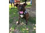 Adopt Expo a Hound (Unknown Type) / Labrador Retriever / Mixed dog in Waxhaw