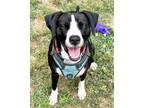 Adopt Molly Maple a Black - with White Mixed Breed (Medium) dog in Barnesville