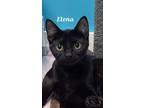 Adopt Elena a Domestic Shorthair / Mixed (short coat) cat in Kendallville