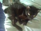 Adopt Jack (Jet Black Litter) a All Black Domestic Shorthair (short coat) cat in