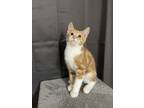 Adopt Carmel a Orange or Red (Mostly) Domestic Shorthair / Mixed (short coat)