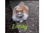 Adopt Esmay a Domestic Mediumhair / Mixed (short coat) cat in El Dorado
