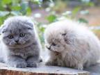 Plush Scottish Fold Girl Blue Solid Color