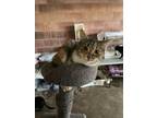 Adopt Olivia a Tortoiseshell, Domestic Short Hair