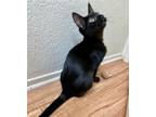 Adopt Harriet a Bombay, Domestic Short Hair