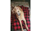 Adopt Jessie-Washington a German Shepherd Dog