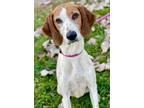 Adopt Bessie a Treeing Walker Coonhound, Mixed Breed