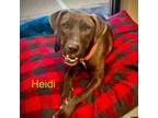 Adopt Heidi a Labrador Retriever