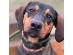 Adopt Vivian a Treeing Walker Coonhound, Black Labrador Retriever