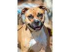 Adopt Squishie a Boxer