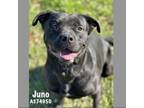 Adopt JUNO a Rottweiler, Pit Bull Terrier