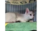 Adopt Harvest a Turkish Van