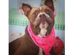 Adopt Rosemary JuM a American Staffordshire Terrier, Bull Terrier