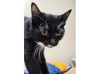 Adopt AC Octavia a Domestic Short Hair