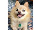 Adopt Alexa a Pomeranian