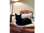 Adopt Mimi a Bombay, Domestic Short Hair