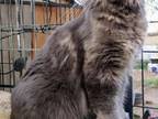 Always Wanted A Maine Coon