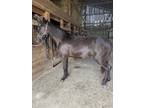 Smart, Easy To Train 3 Yr Old Gelding