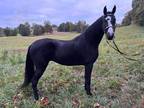  [url removed] TENNESSEE WALKING MARE REGISTERED
