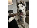 Adopt Chassie a Husky