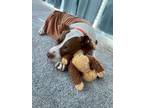Adopt Macarena a Pit Bull Terrier
