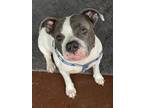 Adopt Franny a American Staffordshire Terrier