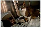 Adopt Nala & Maya a Domestic Short Hair