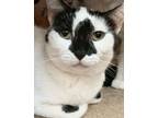 Adopt Emerald a Domestic Short Hair, British Shorthair