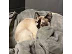 Adopt shasta a Snowshoe, Siamese