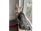 Adopt Wilma a Domestic Short Hair