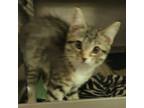 Adopt Winifred a Domestic Short Hair