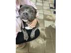 Adopt Darcy a American Staffordshire Terrier