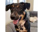 Adopt Brandy a Labrador Retriever, Australian Cattle Dog / Blue Heeler