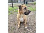 Adopt Hoss a Mastiff, Labrador Retriever