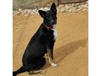 Adopt Charlie a Border Collie, German Shepherd Dog