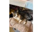 Adopt Manley a Tabby, Domestic Short Hair